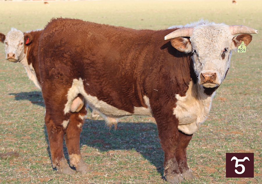 Bulls for Sale