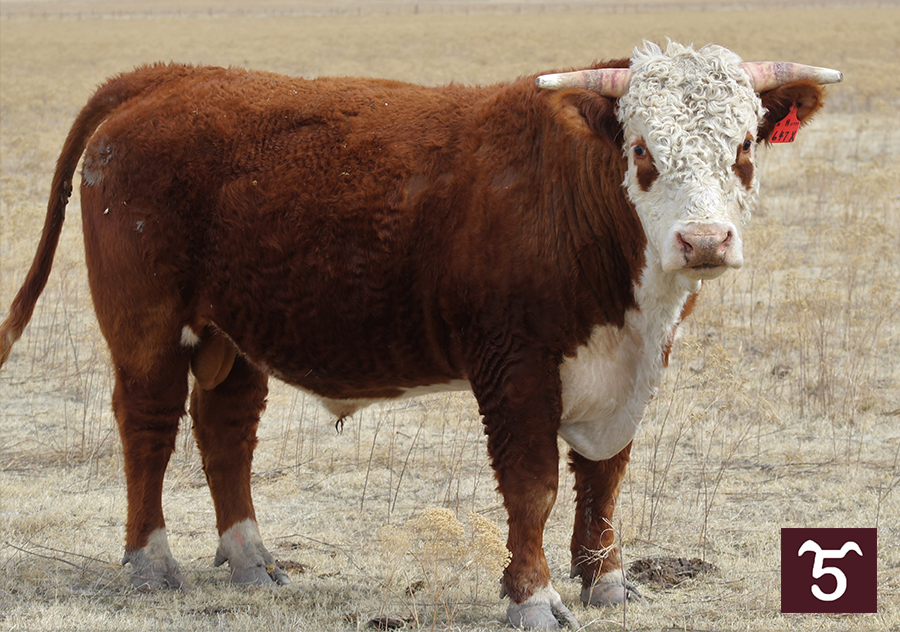 Bulls for Sale
