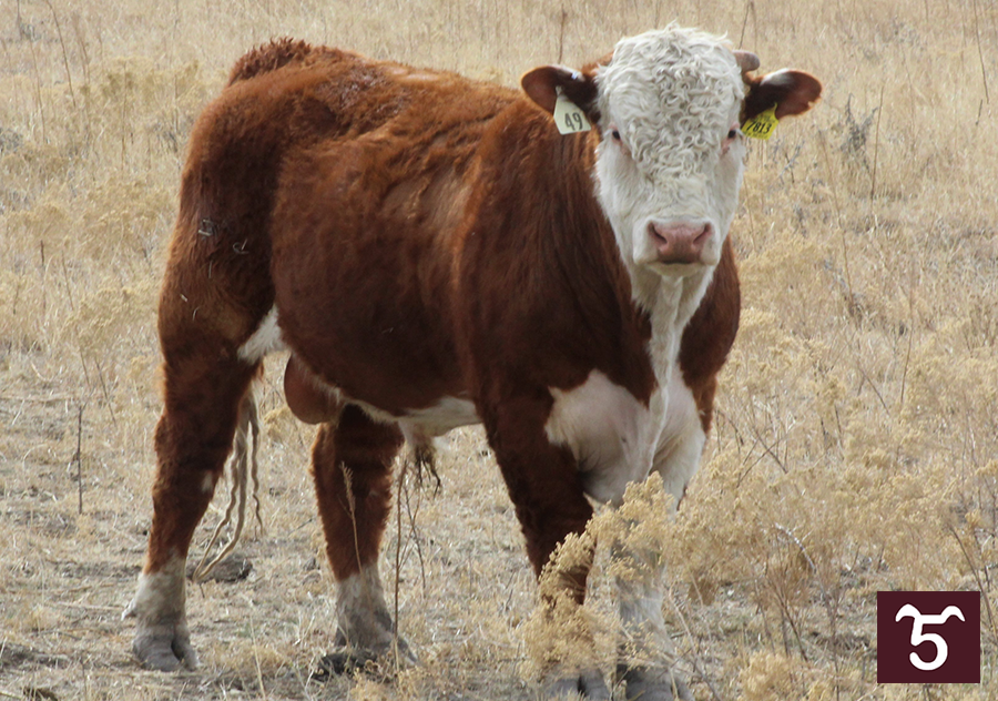 Bulls for Sale