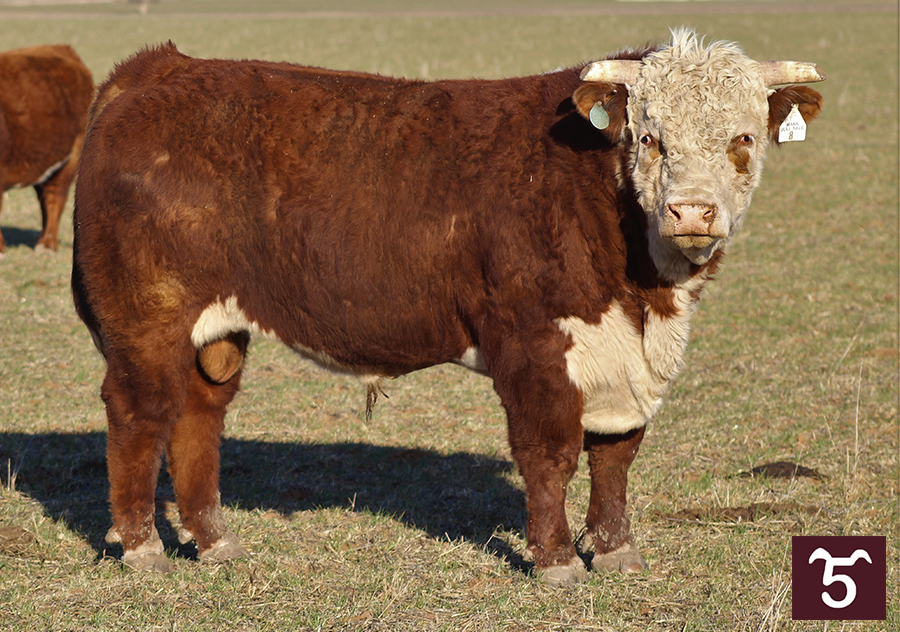 Bulls for Sale